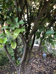 Citrus × microcarpa