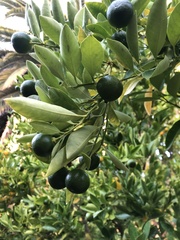 Citrus × microcarpa