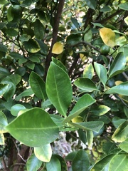 Citrus × microcarpa