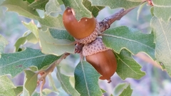 Quercus vaseyana