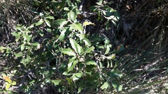 Quercus vaseyana