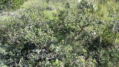 Quercus vaseyana