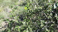 Quercus vaseyana
