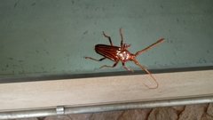 Chydarteres striatus