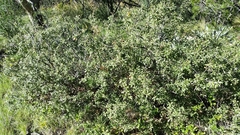 Quercus vaseyana