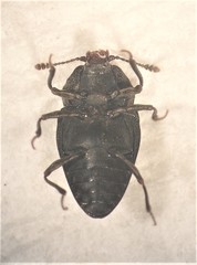Priasilpha obscura