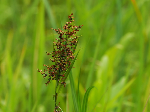 Scleria sumatrensis iNat (2)