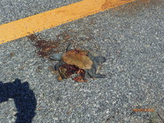 Malaclemys terrapin centrata