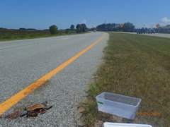 Malaclemys terrapin centrata