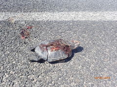 Malaclemys terrapin centrata