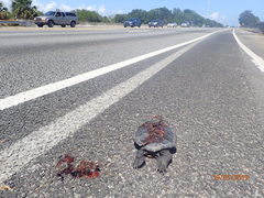 Malaclemys terrapin centrata