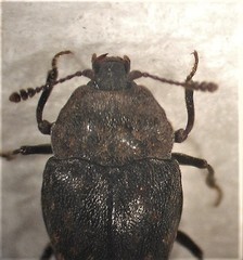 Priasilpha obscura