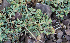 Euphorbia ocellata
