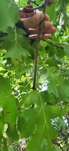 Quercus acerifolia, photograph 3