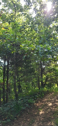 Quercus acerifolia, photograph 4