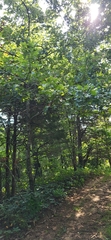 Quercus acerifolia, photograph (c) Laurel Meredyk, some rights reserved (CC BY)