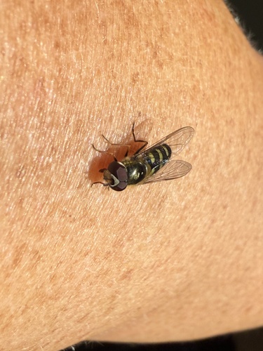 Unknown species found near Glacier National Park, Babb, MT, US