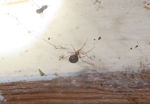 Schorssteatoda, Чистая Дуброва, Тверская обл., Россия, 171711, photo 8 of 10