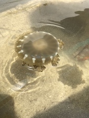 Cassiopea frondosa