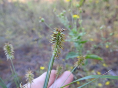 Cyperus hystricinus