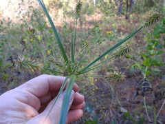 Cyperus hystricinus