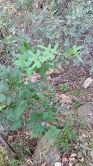 Phaseolus filiformis