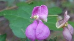Phaseolus filiformis