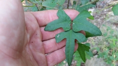 Phaseolus filiformis