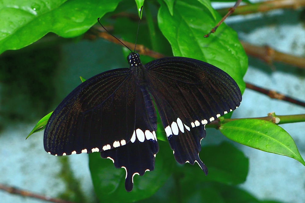 Common Mormon