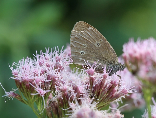 Ringlet