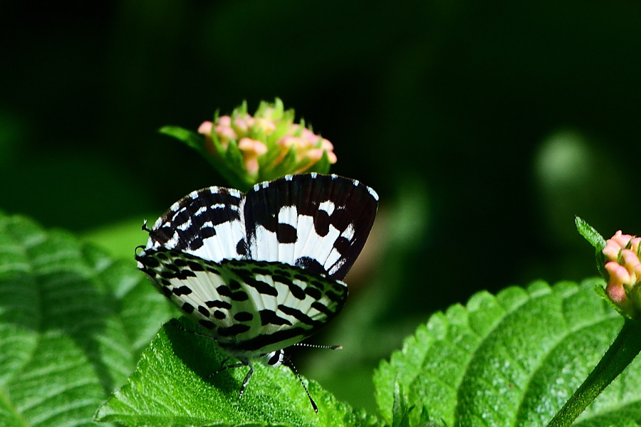 Common Pierrot