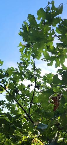 Quercus acerifolia, photograph 5