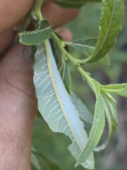Salix jepsonii