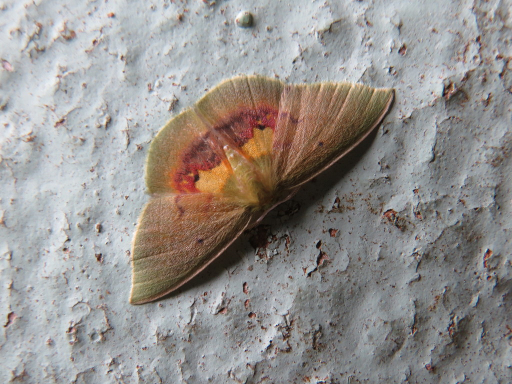 Tachychlora silena