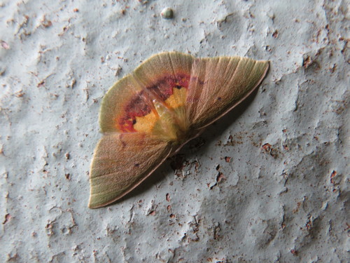 Tachychlora silena