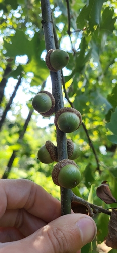 Quercus acerifolia, photograph 6