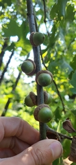 Quercus acerifolia, photograph (c) Laurel Meredyk, some rights reserved (CC BY)