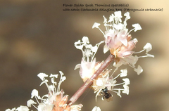 Thomisus spectabilis