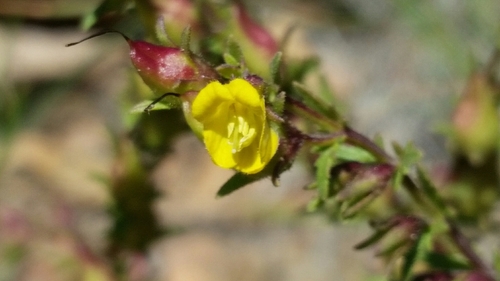 limpia blacksenna (Seymeria scabra)