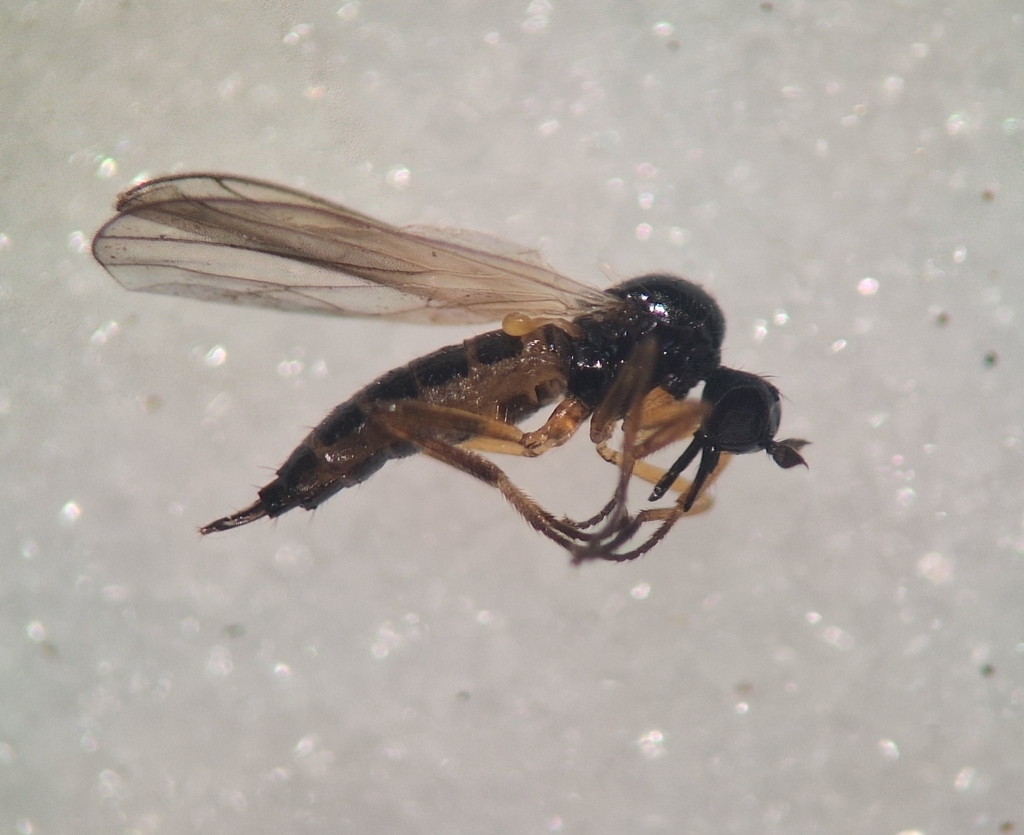 Euthyneura bucinator