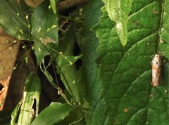 Bothrogonia ferruginea