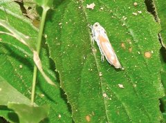 Bothrogonia ferruginea