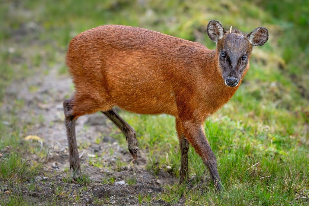 North Andean Red Brockets