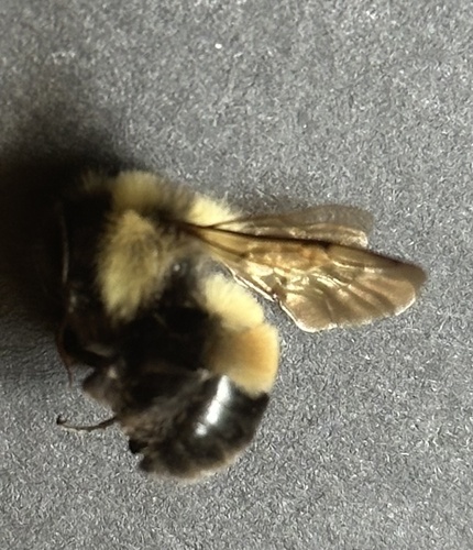 Rusty-patched Bumble Bee photographed in Michigan