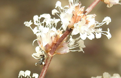 Thomisus spectabilis