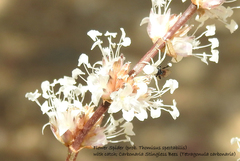 Thomisus spectabilis