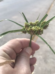 Cyperus entrerianus