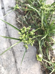 Cyperus entrerianus