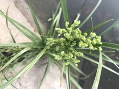 Cyperus entrerianus