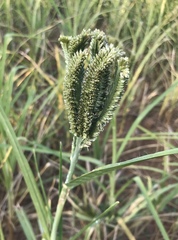 Eleusine coracana